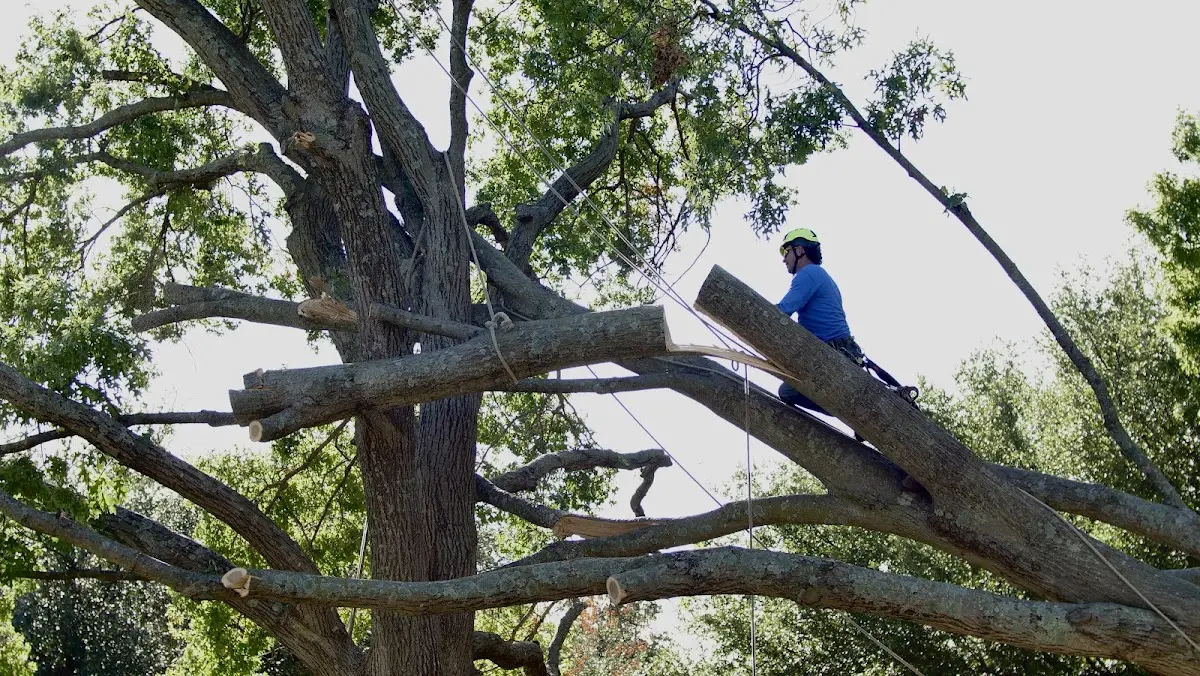 Professional Hazardous Tree Removal performed by certified arborists in Livingston