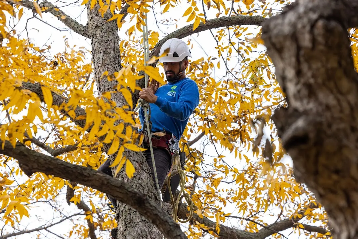 Skilled Dead Tree Removal crew working in Livingston